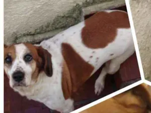 Cachorro raça Nao definida idade 6 ou mais anos nome Nany