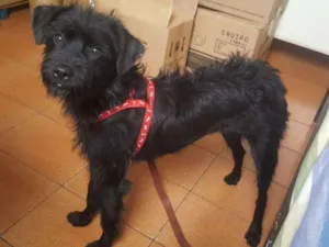 Cachorro raça SRD idade 7 a 11 meses nome Moreno