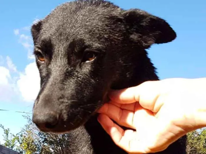 Cachorro ra a SRD idade 2 a 6 meses nome Diamante, Nemo, etc 