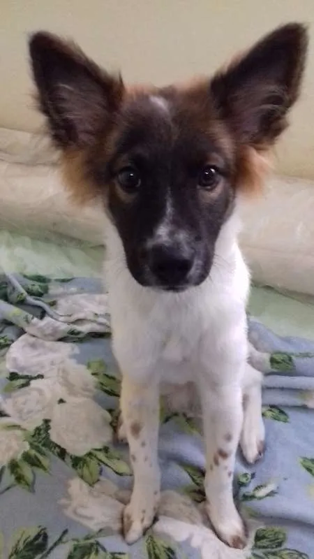Cachorro raça SRD idade 2 a 6 meses nome NICO