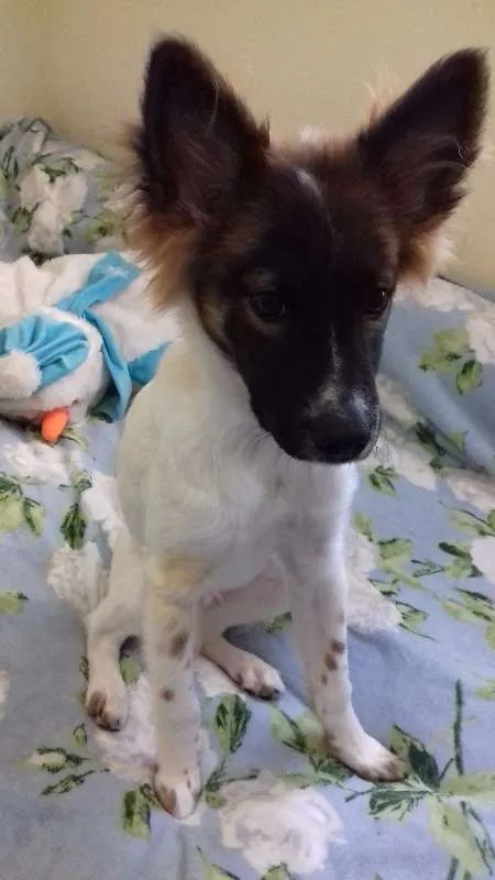 Cachorro raça SRD idade 2 a 6 meses nome NICO