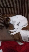 NICO