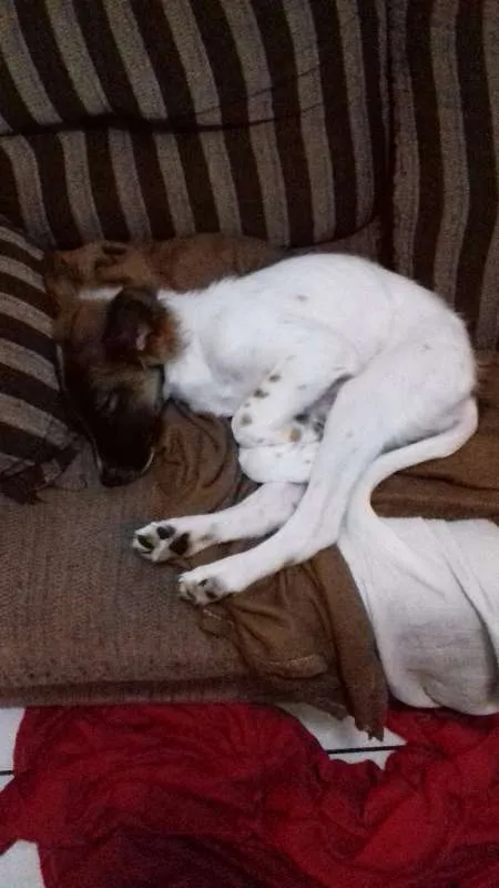 Cachorro raça SRD idade 2 a 6 meses nome NICO