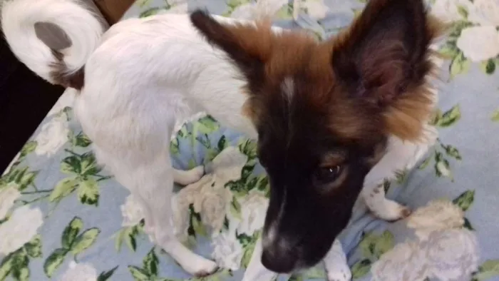 Cachorro raça SRD idade 2 a 6 meses nome NICO