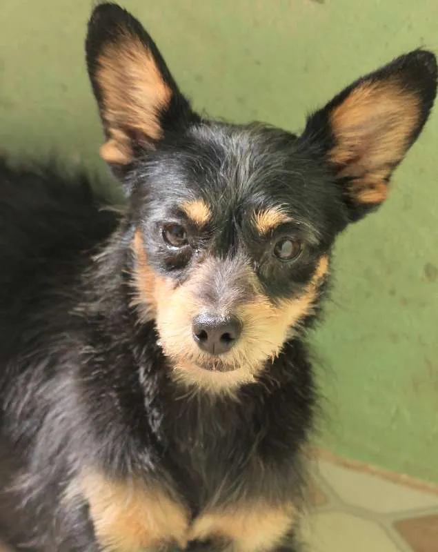 Cachorro ra a  idade 2 anos nome Lucas Miniatura