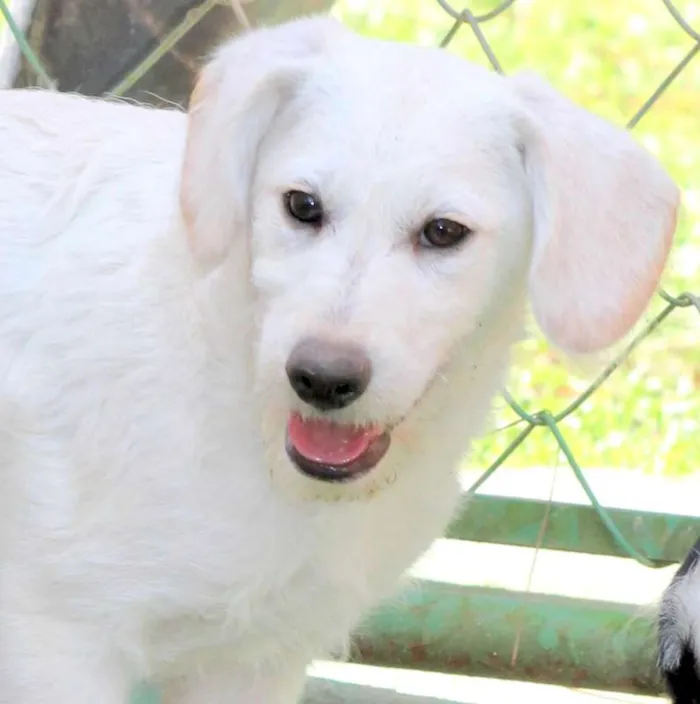 Cachorro ra a  idade 2 a 6 meses nome Ariel Filhote