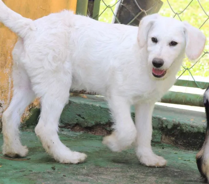Cachorro ra a  idade 2 a 6 meses nome Ariel Filhote