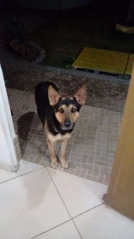 Cachorro raça Pastor Alemão idade 2 anos nome Beethoven
