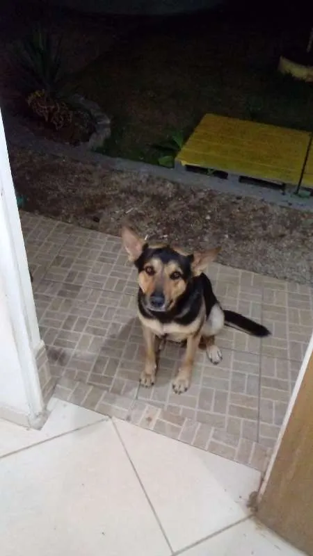 Cachorro raça Pastor Alemão idade 2 anos nome Beethoven