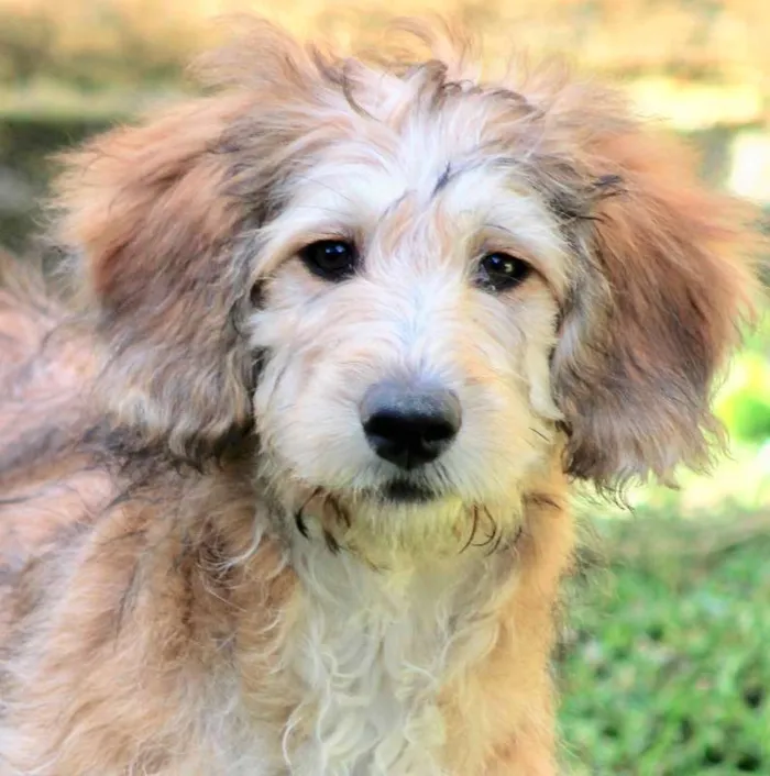 Cachorro ra a  idade 2 a 6 meses nome FREDDY FILHOTE