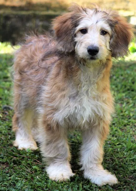 Cachorro ra a  idade 2 a 6 meses nome FREDDY FILHOTE