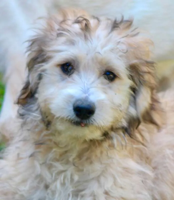 Cachorro ra a  idade 2 a 6 meses nome GUGA FILHOTE
