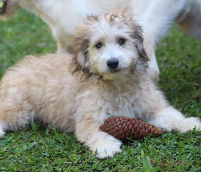 Cachorro ra a  idade 2 a 6 meses nome GUGA FILHOTE