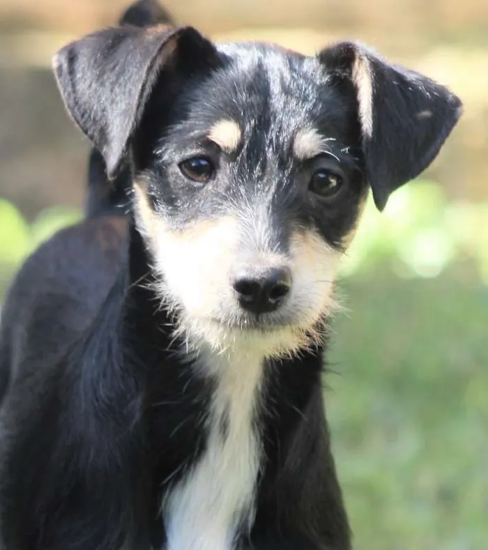 Cachorro ra a  idade 2 a 6 meses nome Juma Filhote