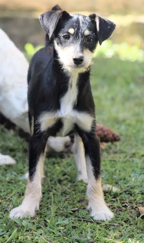 Cachorro ra a  idade 2 a 6 meses nome Juma Filhote