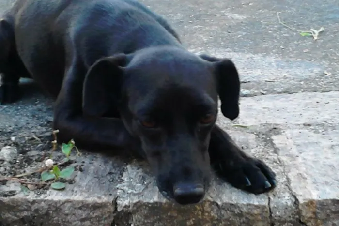 Cachorro ra a Viralata idade 6 ou mais anos nome Neguinha