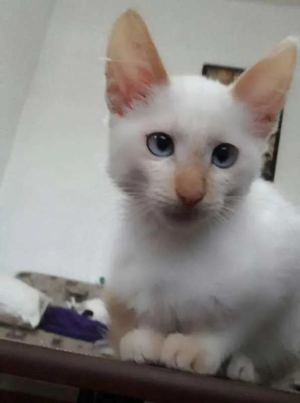 Gato ra a SRD idade 2 a 6 meses nome Clara