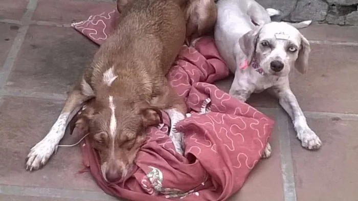 Cachorro raça Srd idade 2 anos nome Brenda e Belinha