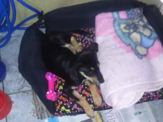 Cachorro ra a RND idade 7 a 11 meses nome Nina