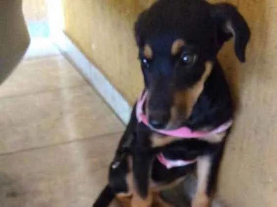 Cachorro ra a RND idade 7 a 11 meses nome Nina