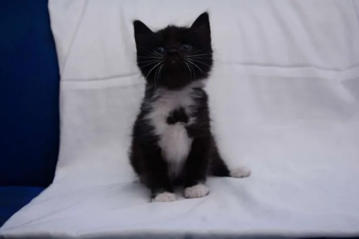 Gato raça Não Sei idade 2 a 6 meses nome Zatana