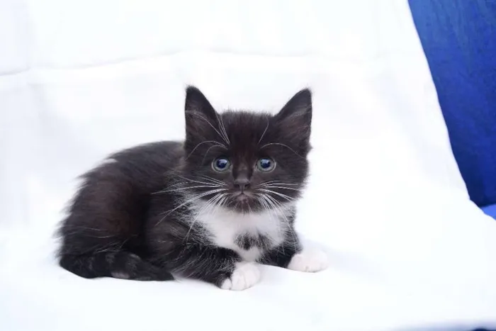 Gato raça Não Sei idade 2 a 6 meses nome Zatana