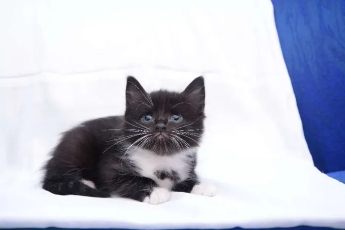 Gato raça Não Sei idade 2 a 6 meses nome Zatana