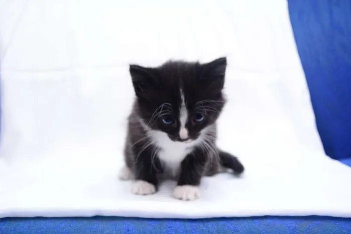 Gato raça Não Sei idade 2 a 6 meses nome Não tem Nome
