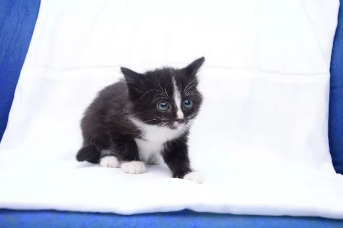 Gato raça Não Sei idade 2 a 6 meses nome Não tem Nome