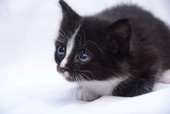 Gato raça Não Sei idade 2 a 6 meses nome Não tem Nome