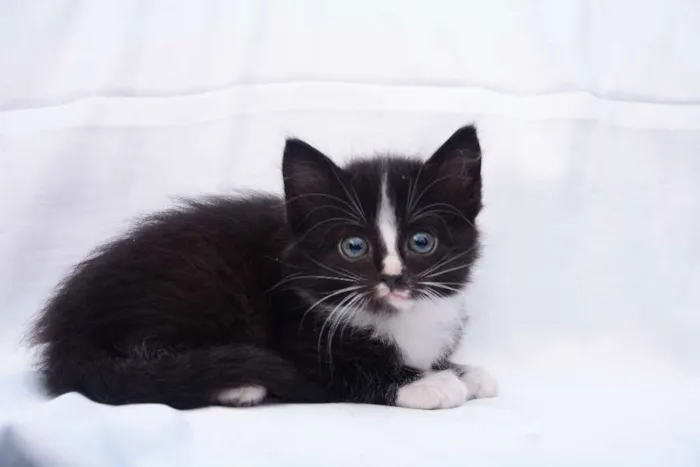 Gato raça Não Sei idade 2 a 6 meses nome Não tem Nome