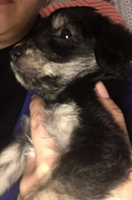 Cachorro raça mãe poodle idade Abaixo de 2 meses nome Sem nome