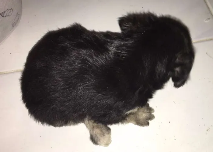 Cachorro raça mãe poodle idade Abaixo de 2 meses nome Sem nome