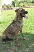 BELOCA GRATIFICA