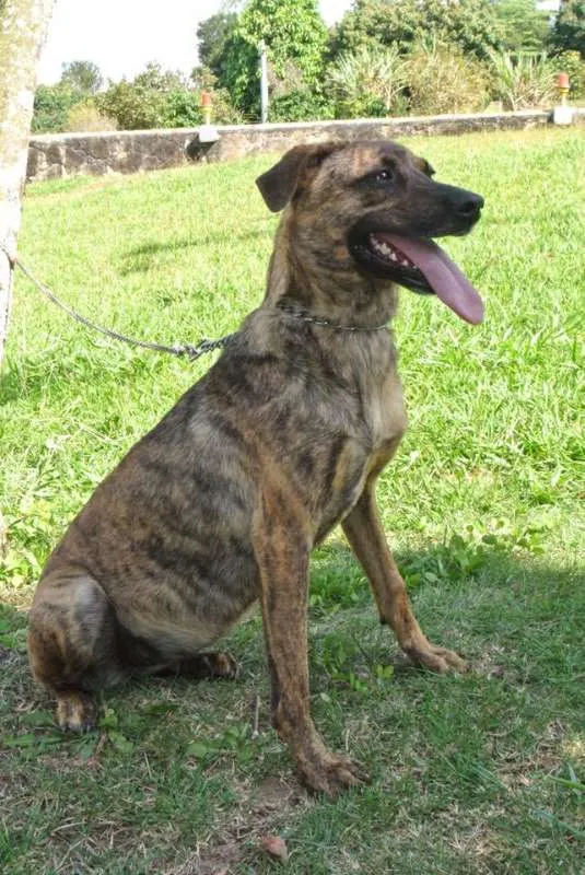 Cachorro ra a SRD idade 2 anos nome BELOCA GRATIFICA
