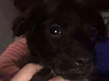 Cachorro raça mãe poodle idade Abaixo de 2 meses nome Sem nome