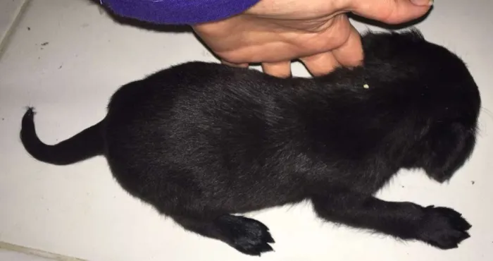 Cachorro raça mãe poodle idade Abaixo de 2 meses nome Sem nome
