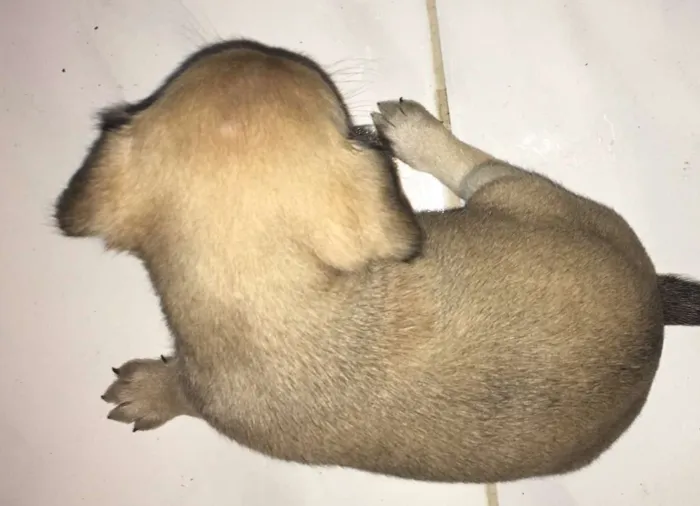Cachorro raça mãe poodle idade Abaixo de 2 meses nome Sem nome