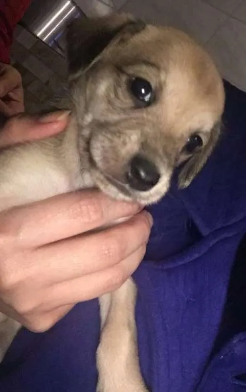 Cachorro raça mãe poodle idade Abaixo de 2 meses nome Sem nome