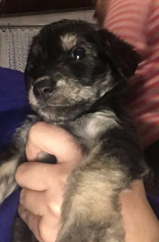 Cachorro raça mãe poodle idade Abaixo de 2 meses nome Sem nome