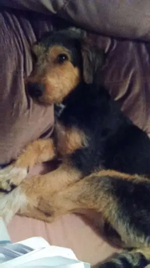 Cachorro raça Sem raça definida idade 1 ano nome Rabito