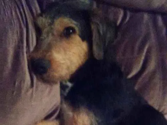 Cachorro ra a Sem raça definida idade 1 ano nome Rabito