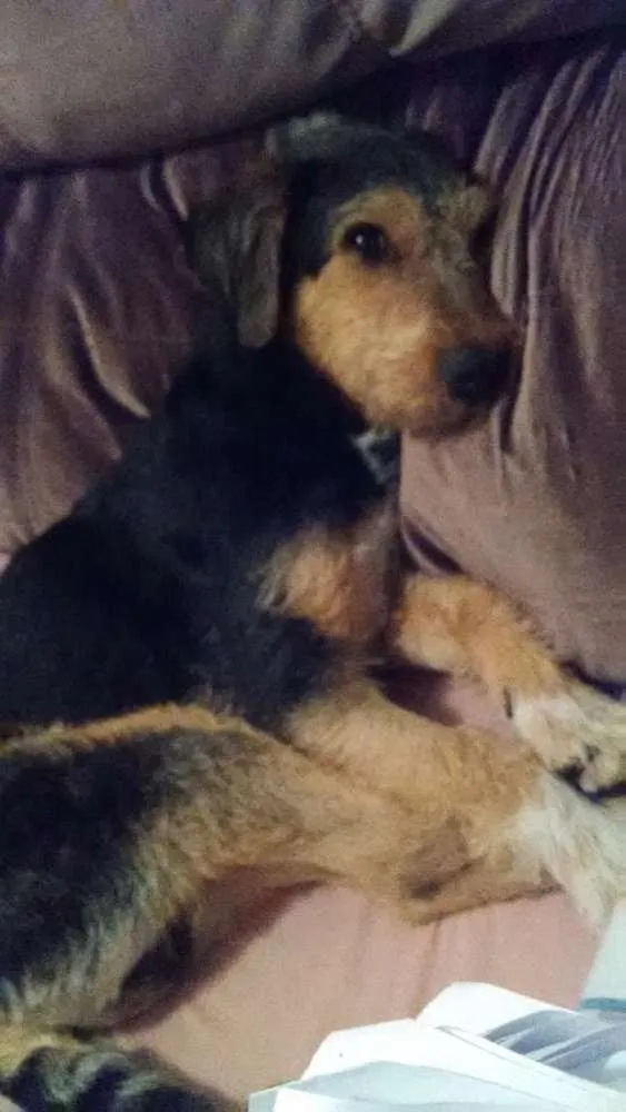 Cachorro ra a Sem raça definida idade 1 ano nome Rabito 
