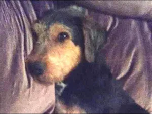 Cachorro raça Sem raça definida idade 1 ano nome Rabito 