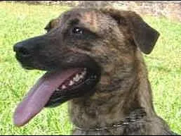 Cachorro raça SRD idade 2 anos nome BELOCA GRATIFICA