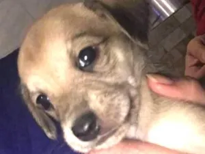 Cachorro raça mãe poodle idade Abaixo de 2 meses nome Sem nome