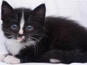 Gato raça Não Sei idade 2 a 6 meses nome Não tem Nome