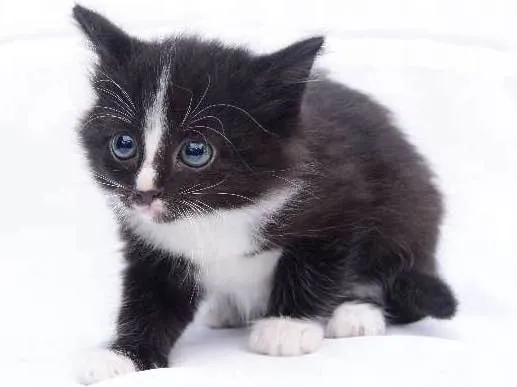 Gato raça Não Sei idade 2 a 6 meses nome Não tem Nome