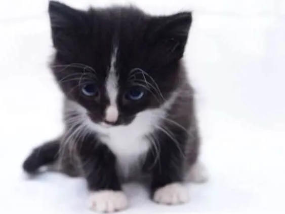 Gato raça Não Sei idade 2 a 6 meses nome Não tem Nome