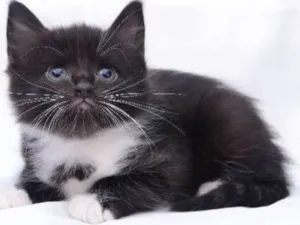 Gato raça Não Sei idade 2 a 6 meses nome Zatana